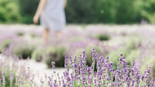 3 Tips For Growing English Lavender