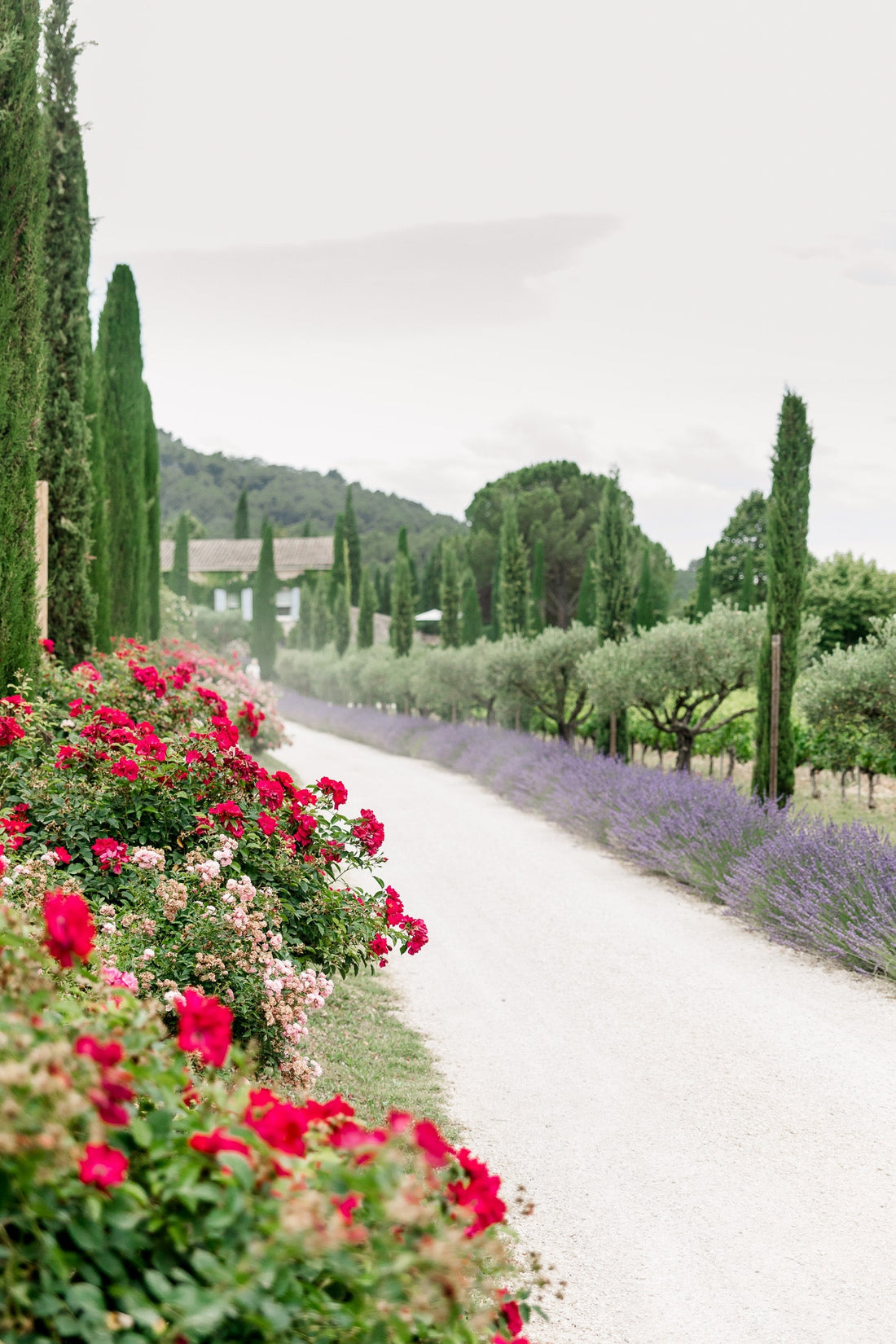 Lavender of Provence