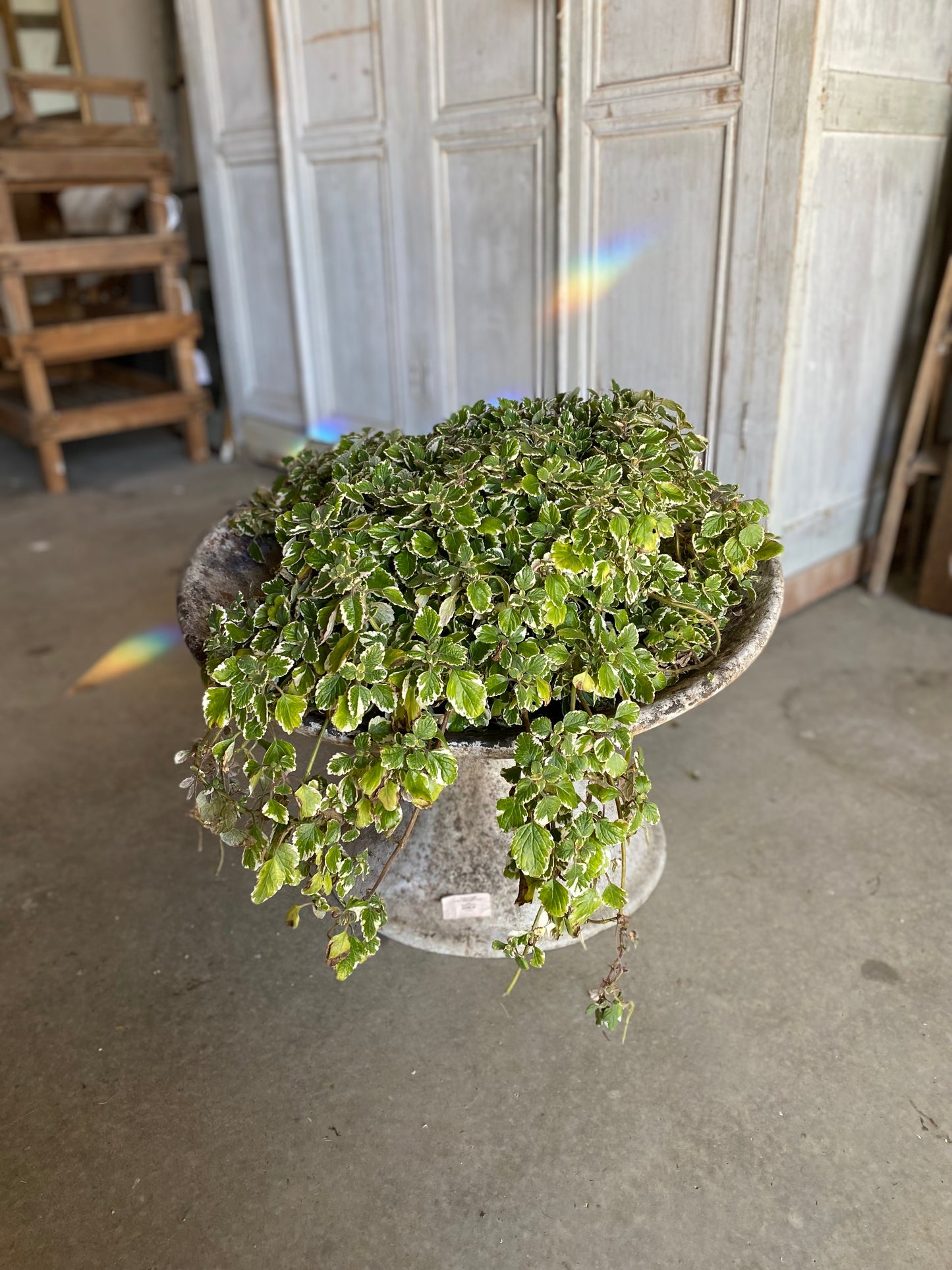 French Willy Guhl Planter