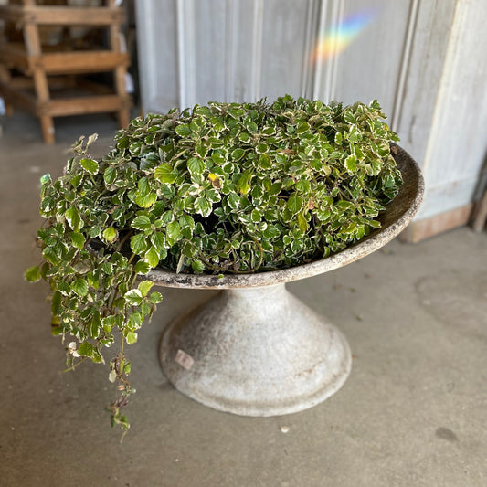 French Willy Guhl Planter