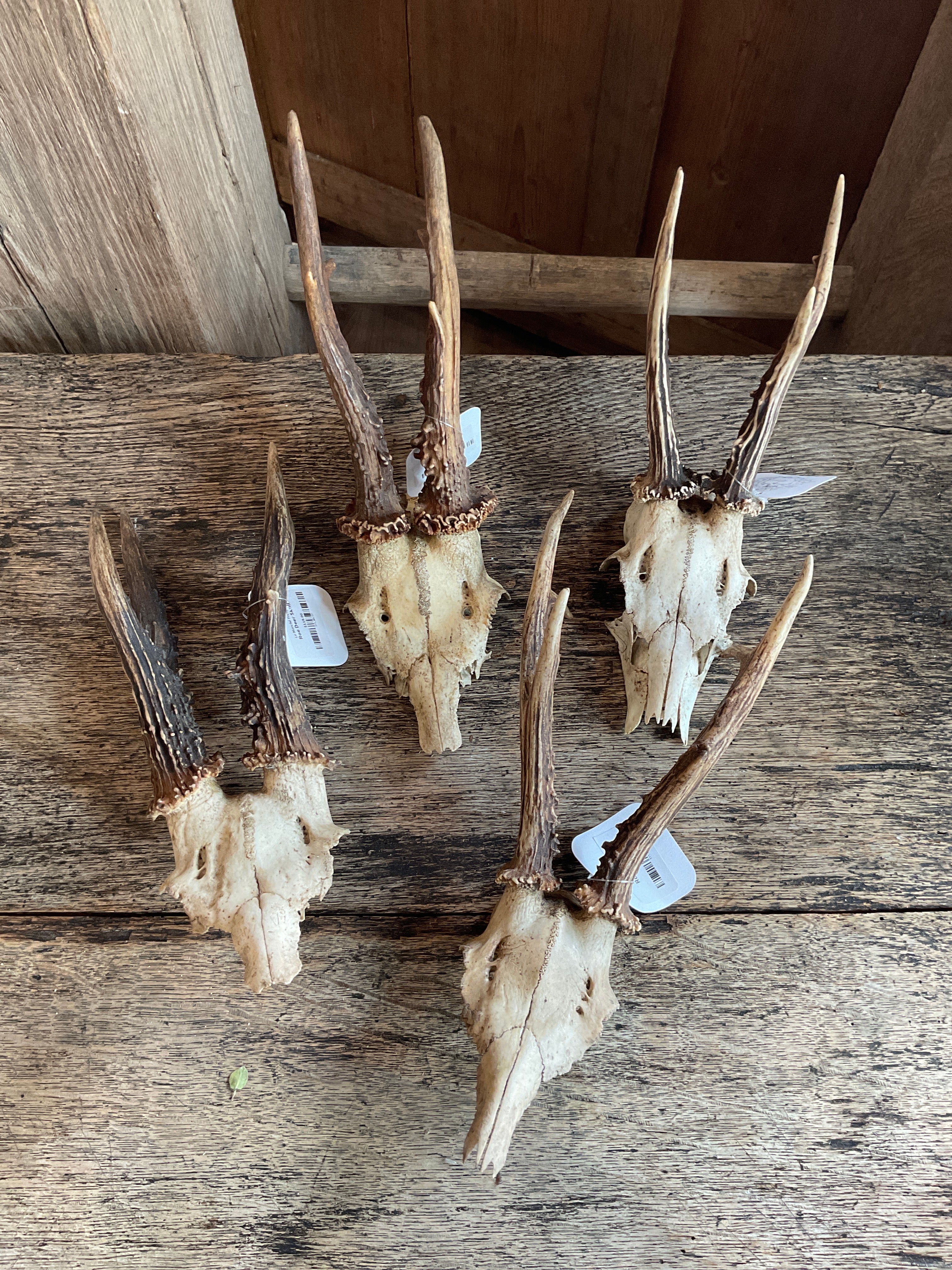 Roe Deer Skull