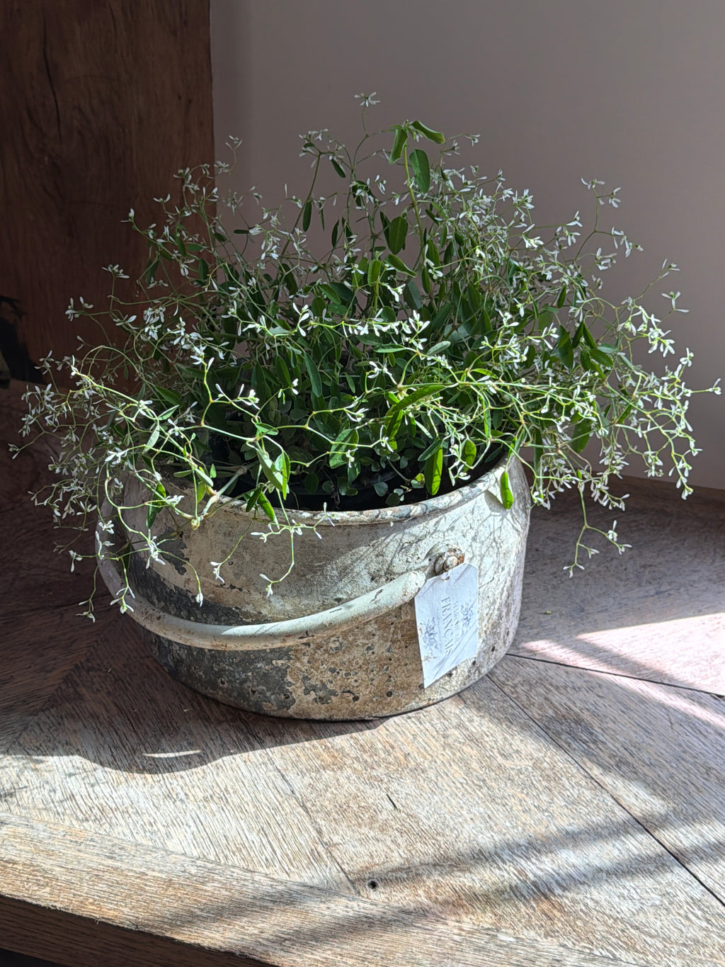 French Zeef Bucket