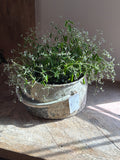 French Zeef Bucket