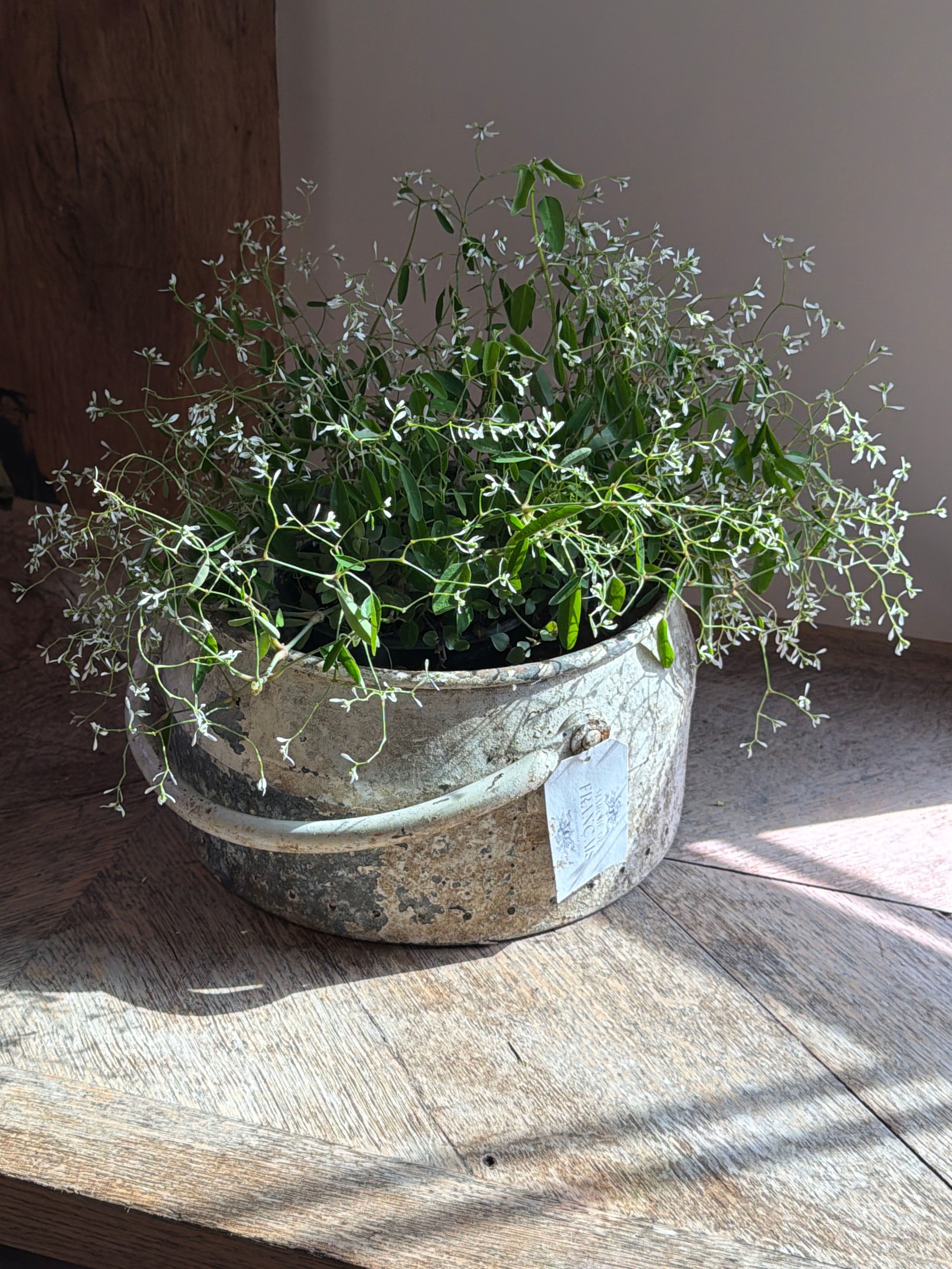 French Zeef Bucket