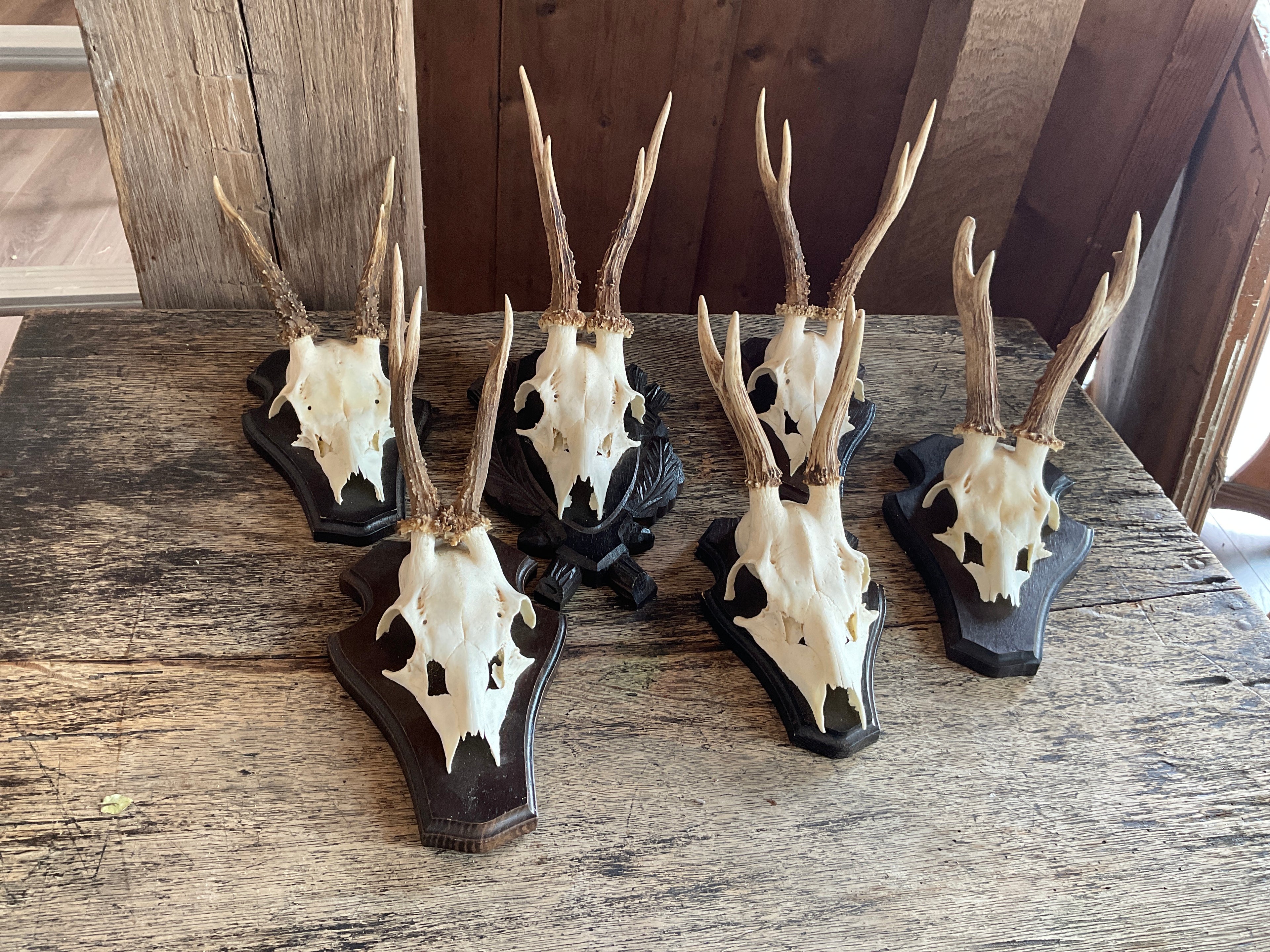 Roe Deer Mount